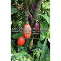 Cocoa and Chocolate - Their History from Plantation to Consumer