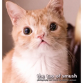 The Tao of Smush