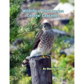 Wildlife of the Oregon Central Cascades