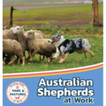 Australian Shepherds at Work