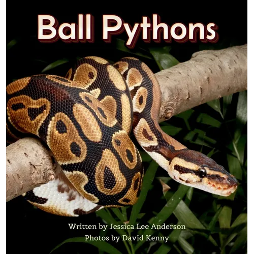 Ball Pythons
