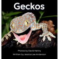 Geckos: Get to Know More About These Vocal Lizards!